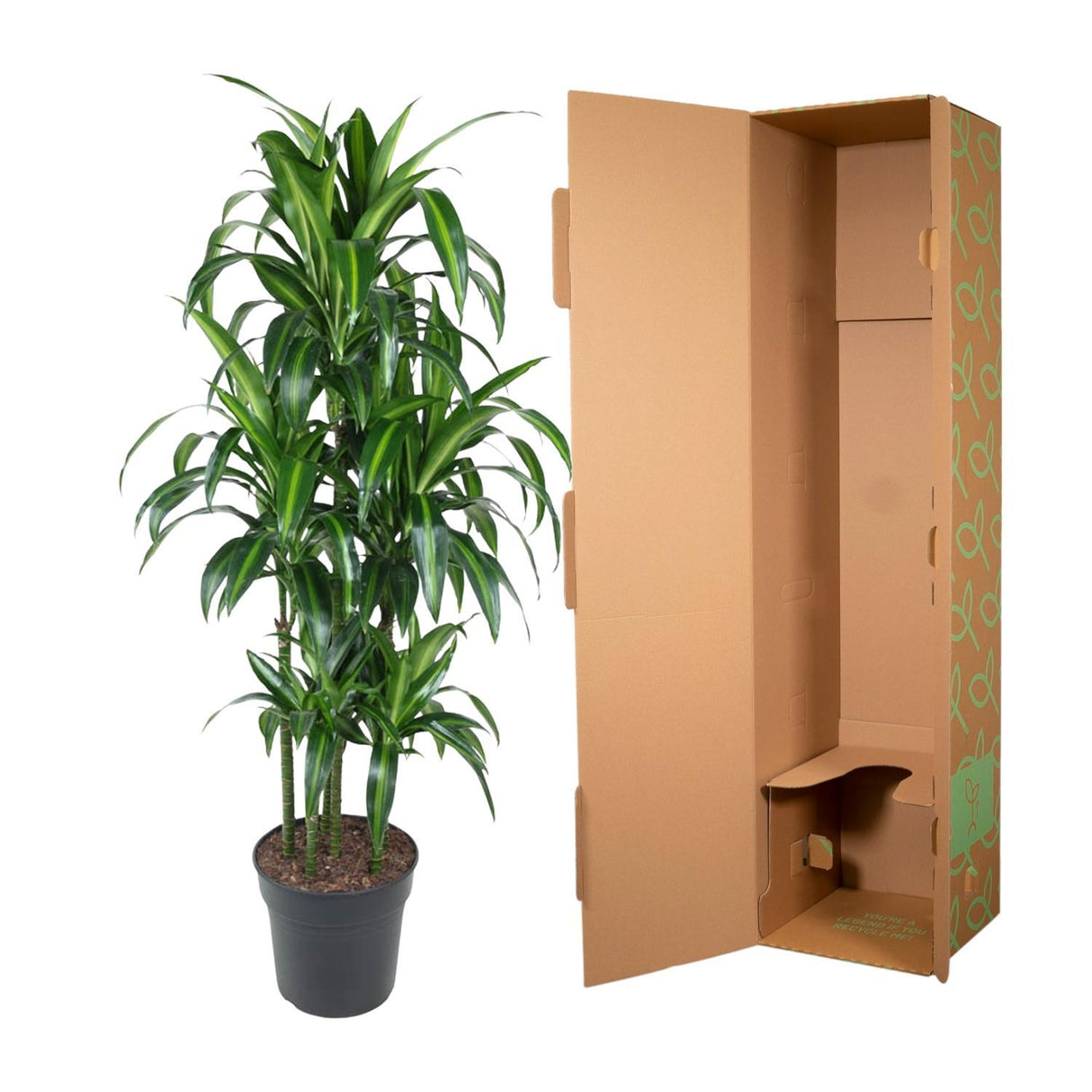 Dracaena Hawaiiana Carrousel