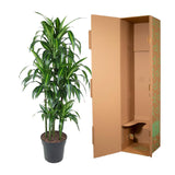 Dracaena Hawaiiana Carrousel