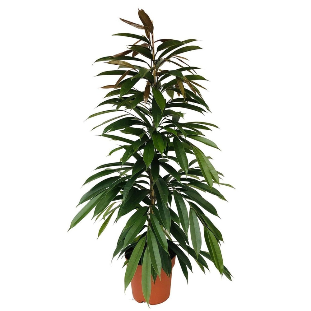 Ficus Binnendijkii Amstel King
