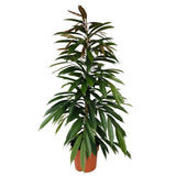 Ficus Binnendijkii Amstel King