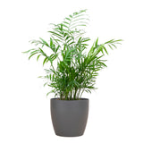 Chamadorea Elegans with Viber grey - 55cm - Ø17