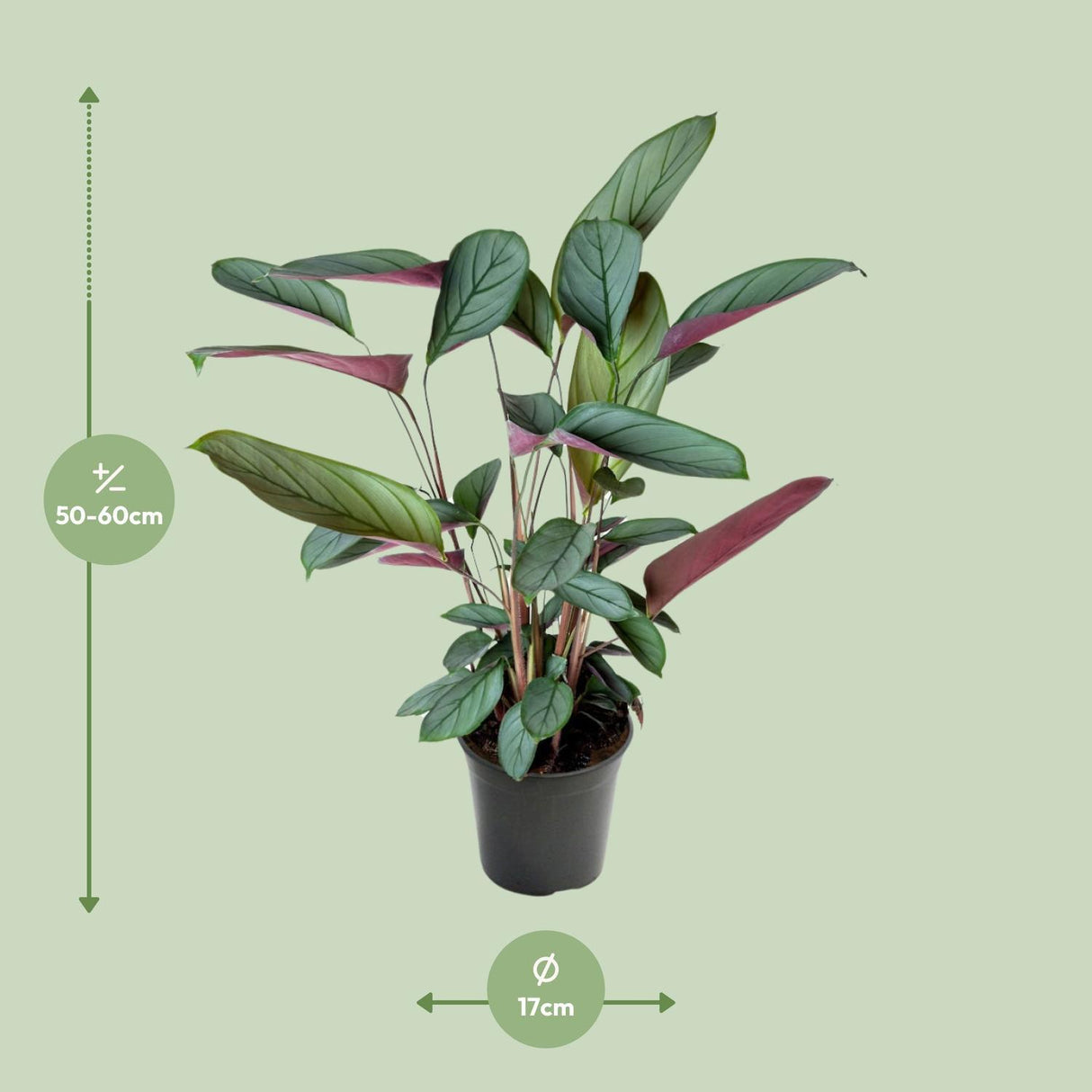 Ctenanthe Setosa
