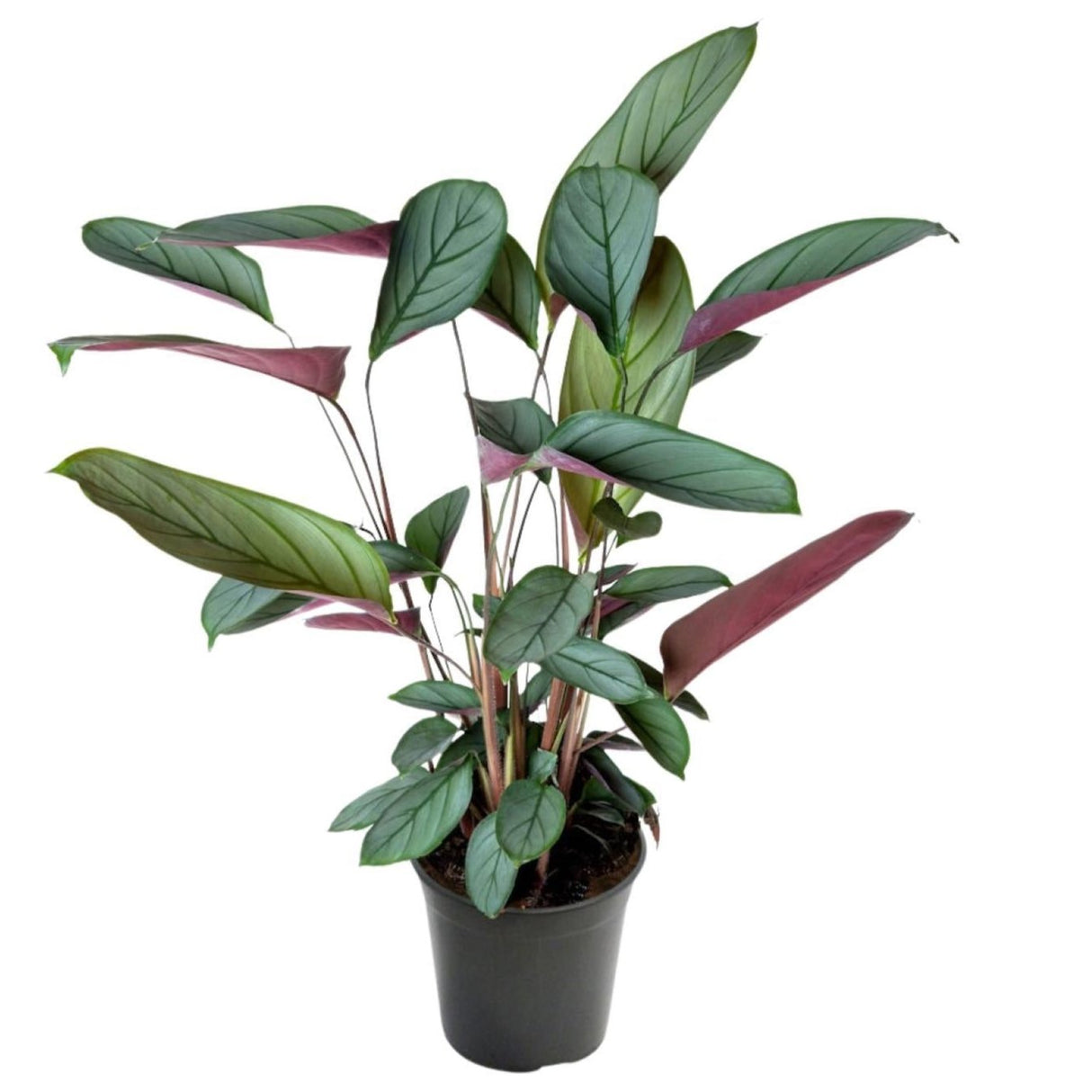 Ctenanthe Setosa