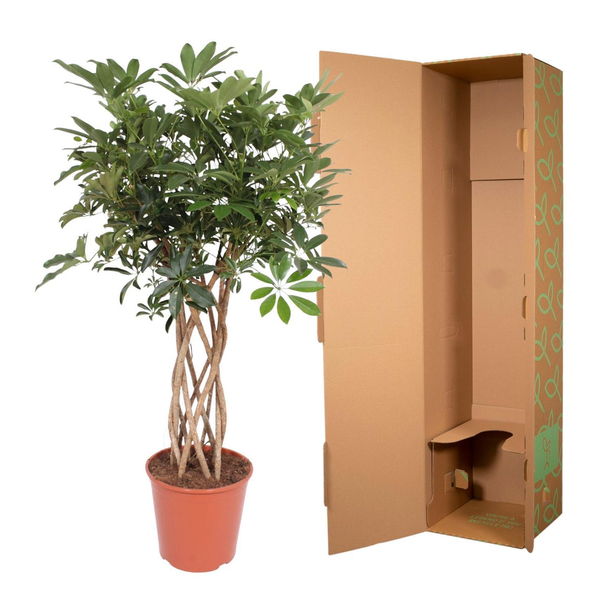 Schefflera Arboricola Compacta Flettet Stamme