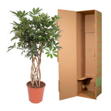 Schefflera Arboricola Compacta Flettet Stamme
