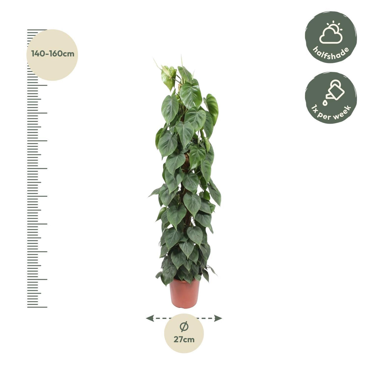 Philodendron Scandens Moss stick