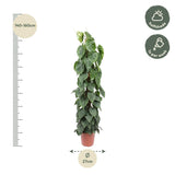 Philodendron Scandens Moss stick