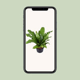 Asplenium Nidus - Ø37cm - ↕85cm