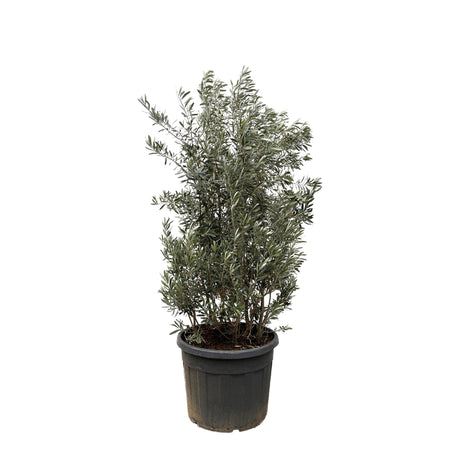 Olea Europaea Busk 