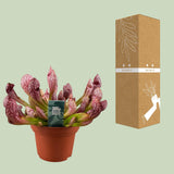 Sarracenia Scarlet Belle