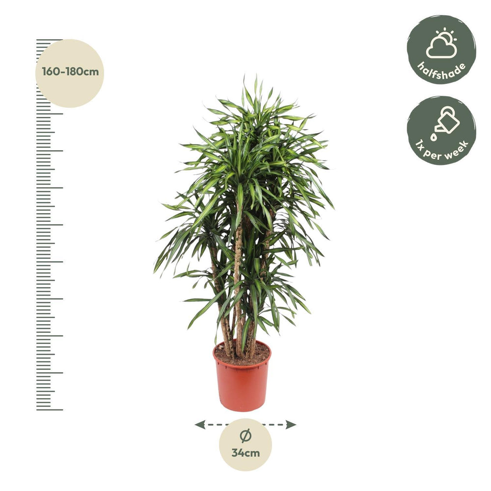 Dracaena Riki