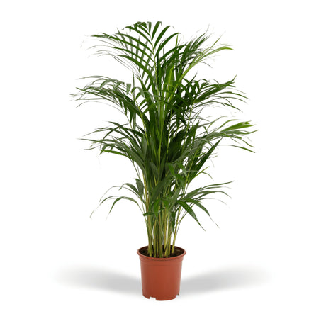 Areca palme - Ø19cm - ↕85cm