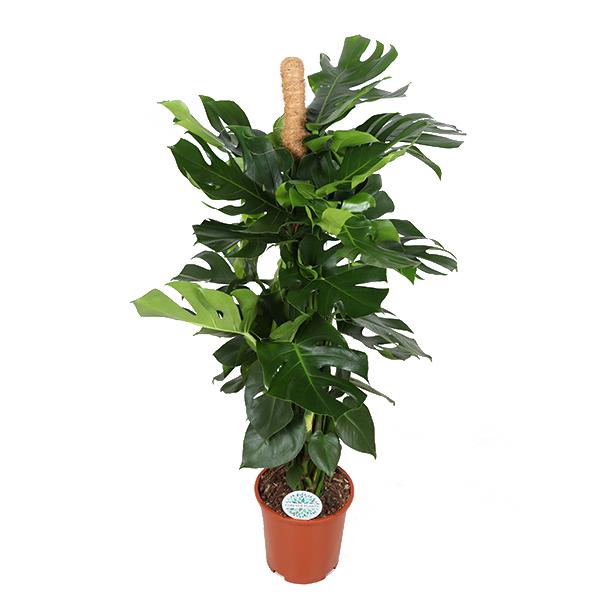 Buy Monstera Deliciosa MOSSTOK Online in Europe