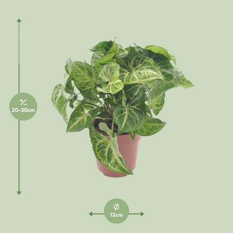Syngonium pil 