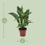 Spathiphyllum Diamond