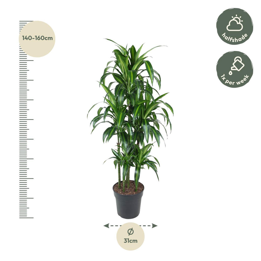 Dracaena Hawaiiana Carrousel