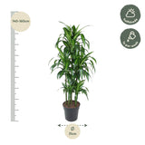 Dracaena Hawaiiana Carrousel