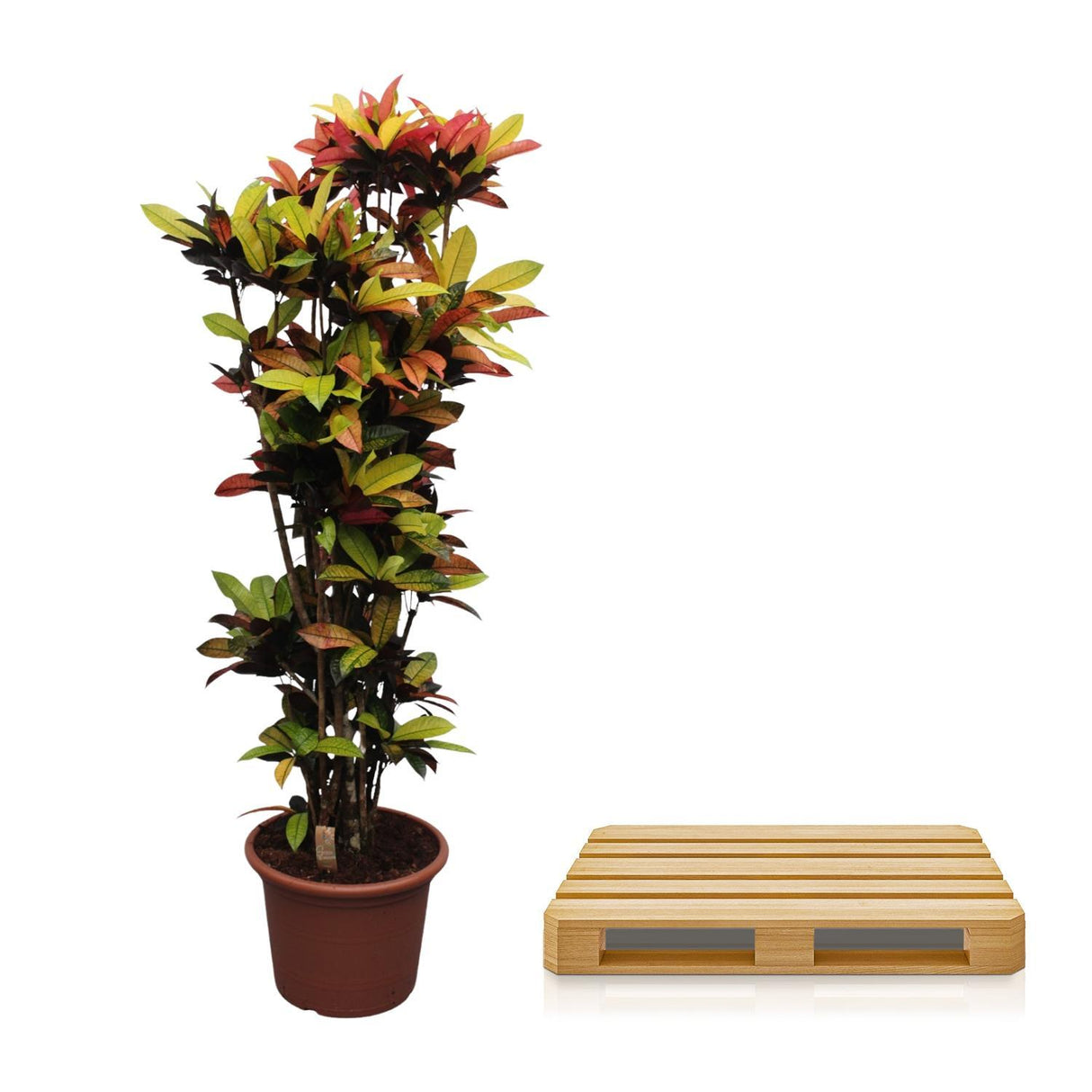 Codiaeum Iceton (Croton Iceton)