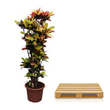 Codiaeum Iceton (Croton Iceton)