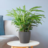 Calathea Rufibarba