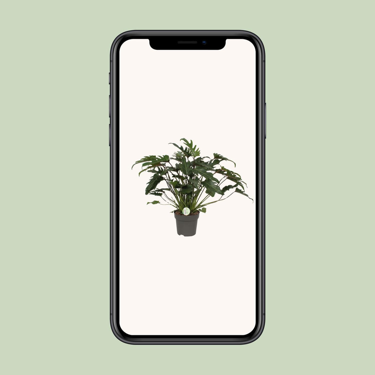Philodendron Xanadu