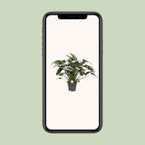 Philodendron Xanadu