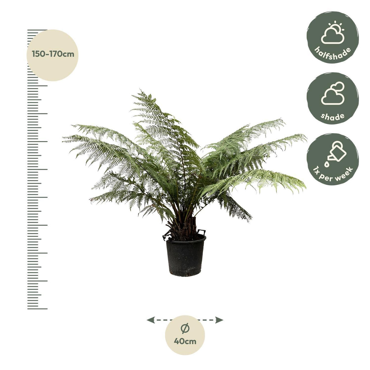 Dicksonia Antarctica