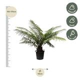Dicksonia Antarctica