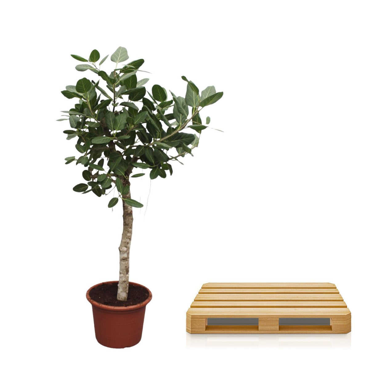 Ficus Benghalensis tree