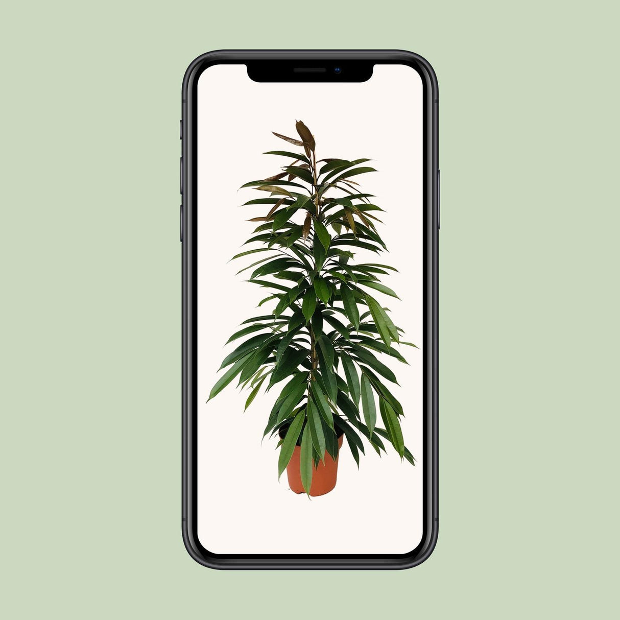 Ficus Binnendijkii Amstel King