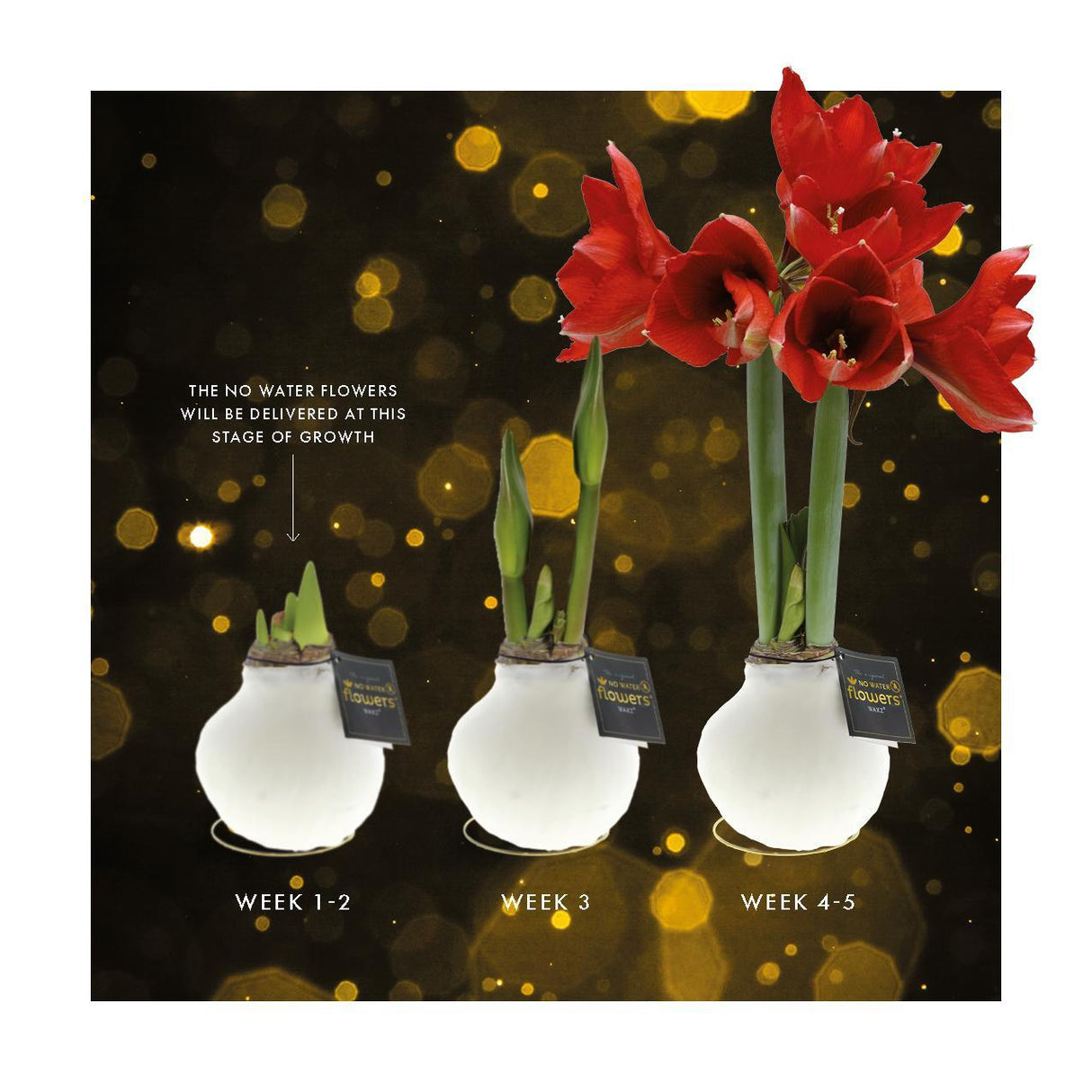 No Water Flowers - White + Red flower