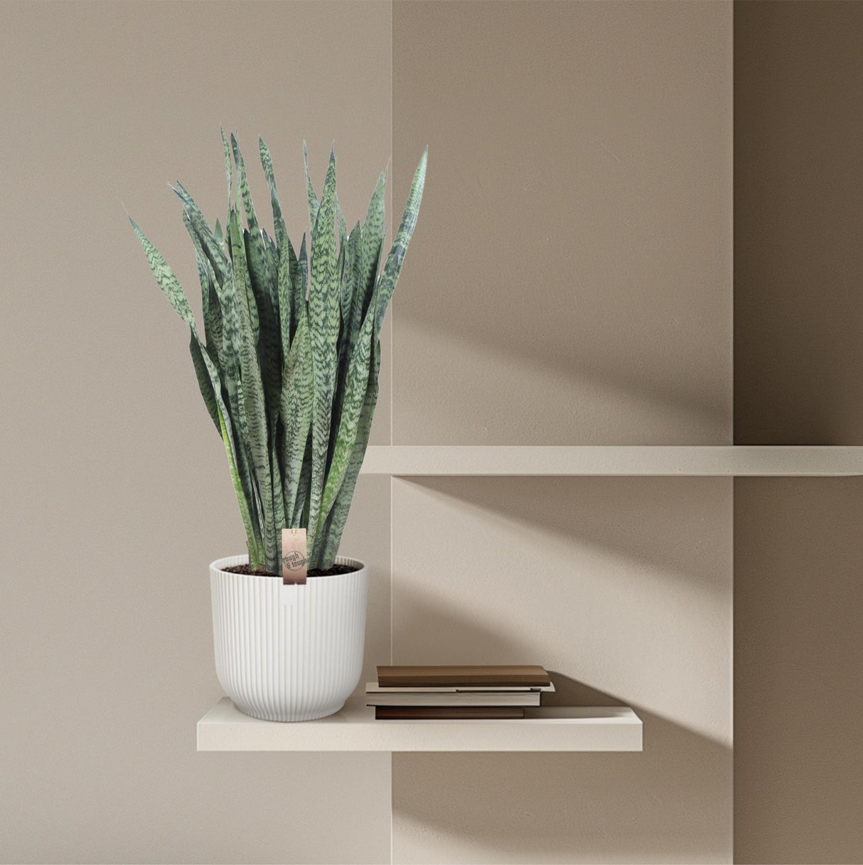 Sansevieria Zeylenica