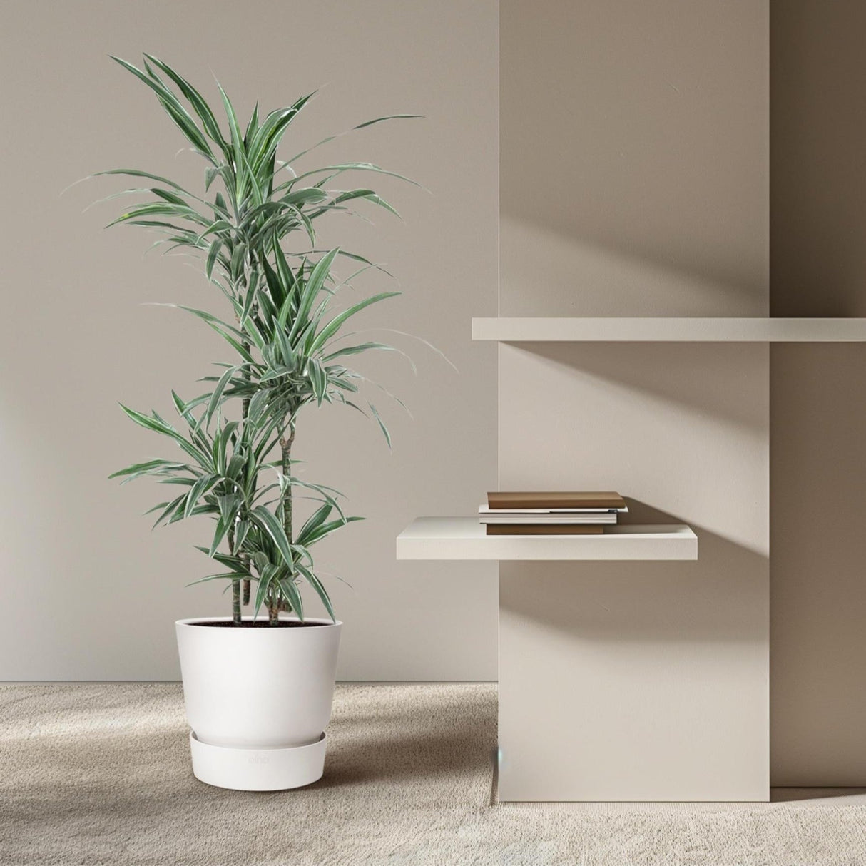Dracaena Warneckei