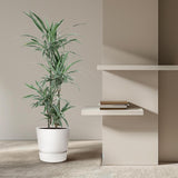 Dracaena Warneckei