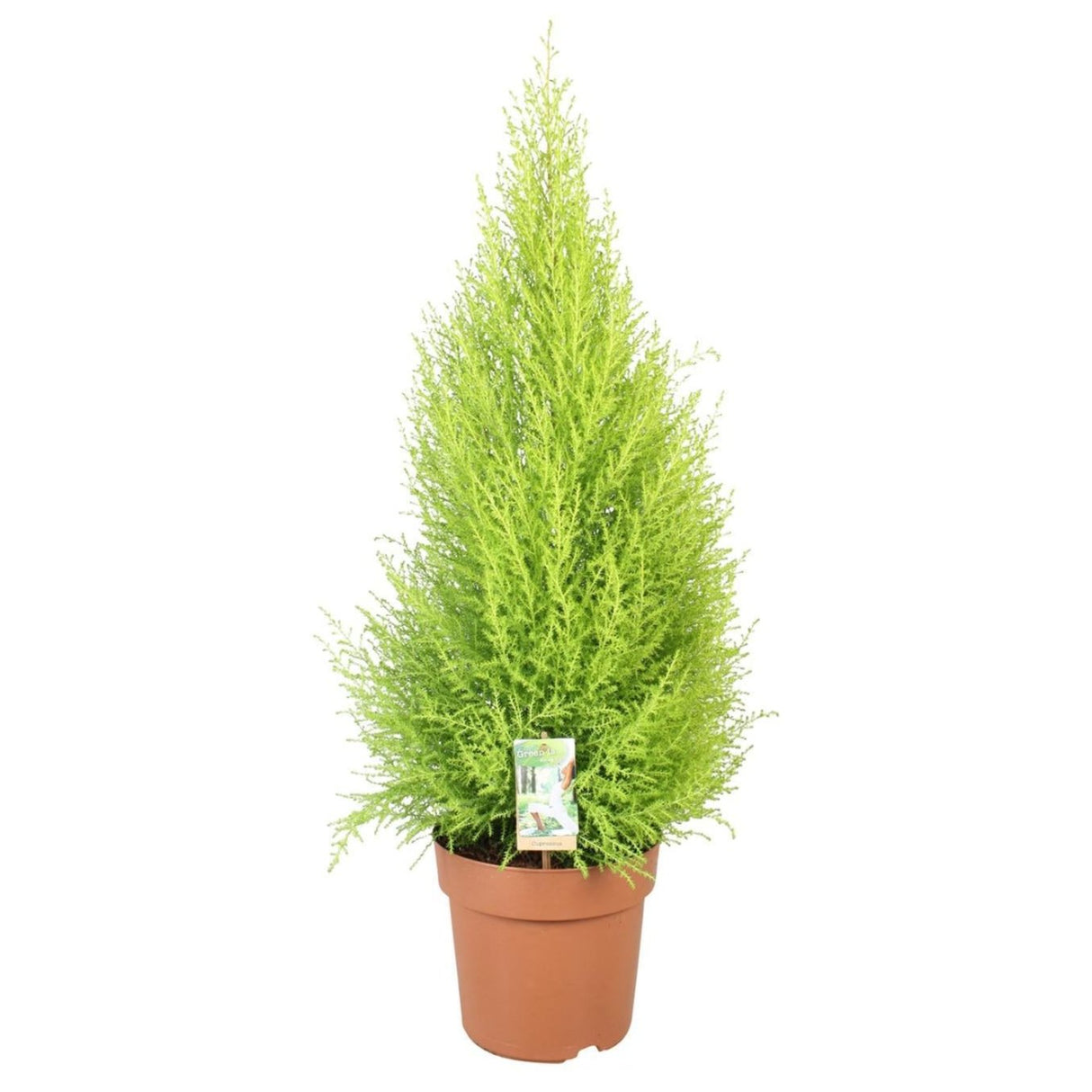 Cupressus Goldcrest Wilma