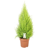 Cupressus Goldcrest Wilma