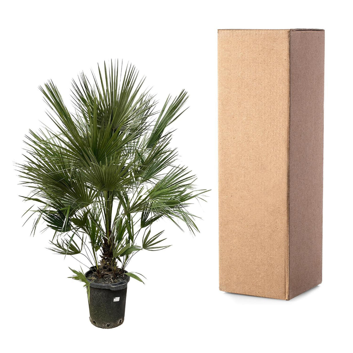 Chamaerops Humilis struik 