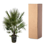 Chamaerops Humilis struik 