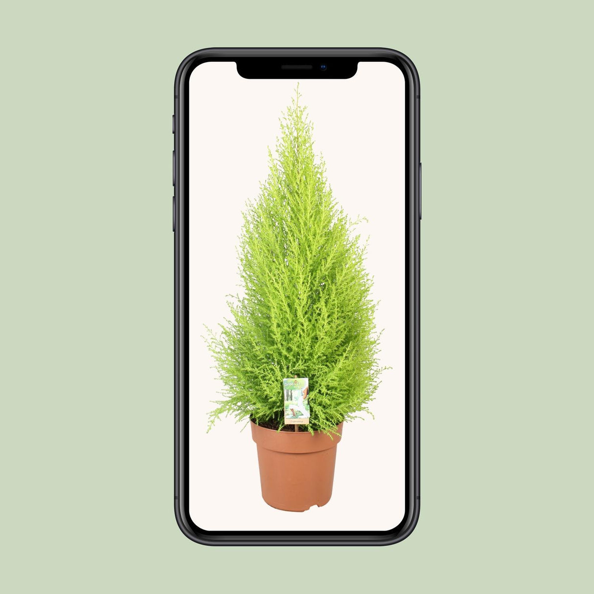 Cupressus Goldcrest Wilma