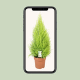 Cupressus Goldcrest Wilma