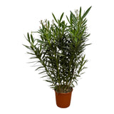 Nerium Oleander Shrub with pink flower