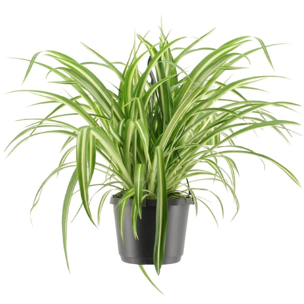 Chlorophytum Comosum Variegatum