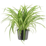 Chlorophytum Comosum Variegatum