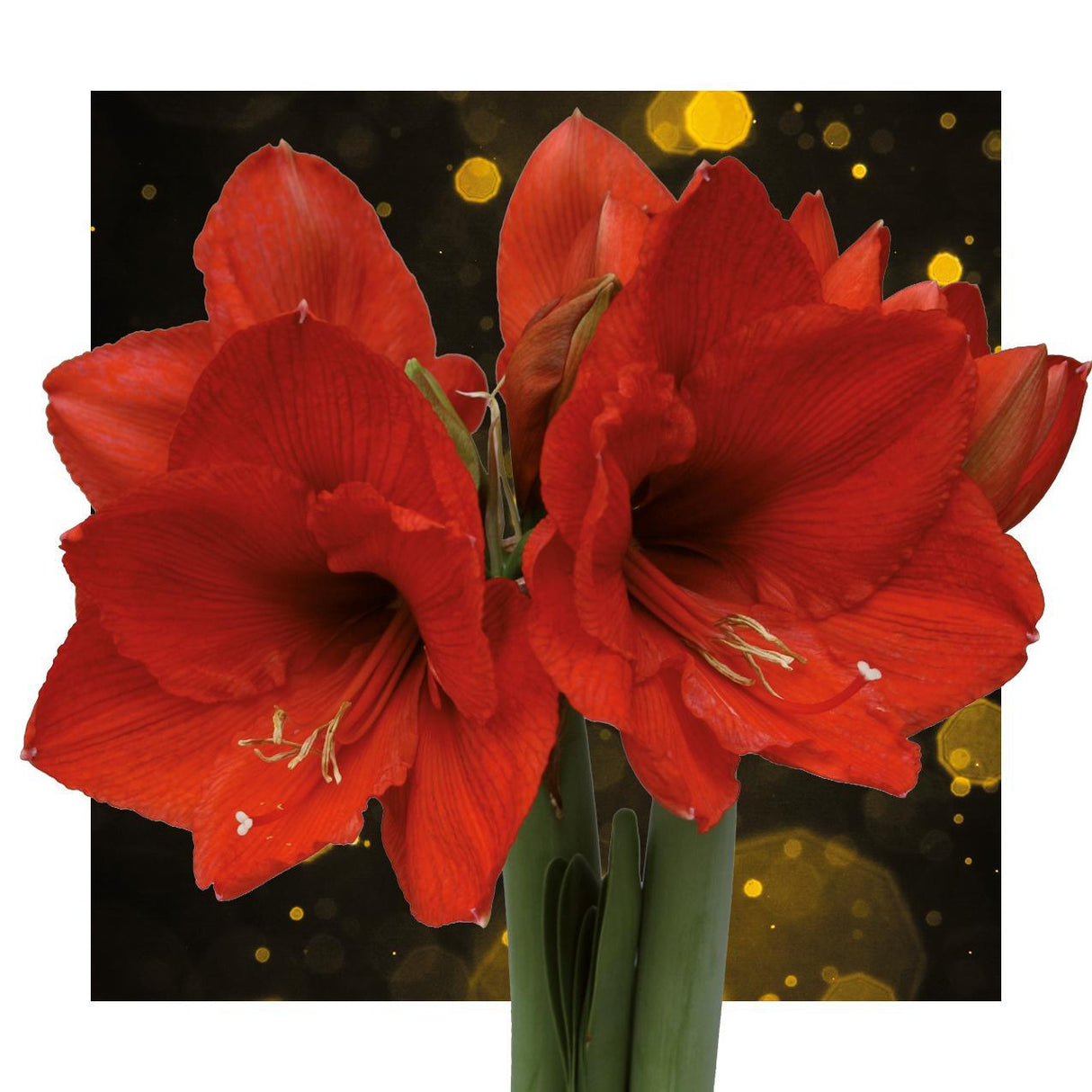 No Water Flowers - White + Red flower