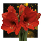 No Water Flowers - White + Red flower