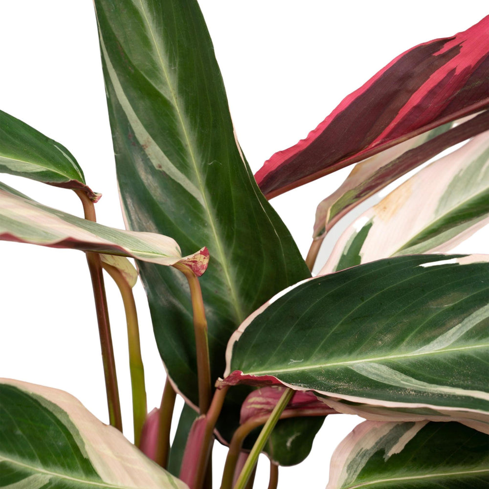 Calathea Triostar - Peacock Plant