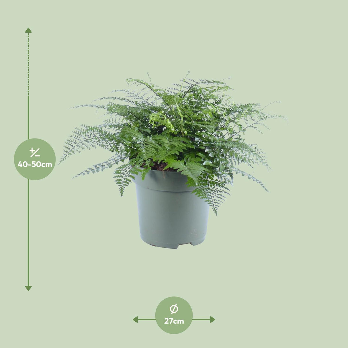Asplenium Parvati - Ø27cm - ↕50cm