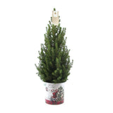Christmas Tree - Picae Glauca Conica