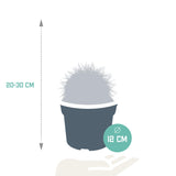 Echinocactus grusonii