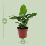 Musa Oriental Dwarf